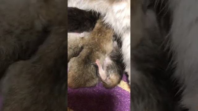 9 котят в одном помёте . Шотландская вислоухая, золотистая шиншилла.