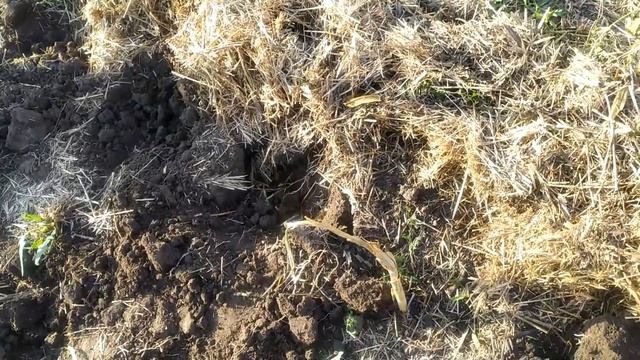 РОКАМБОЛЬ УБОРКА 25 ИЮЛЯ 2023 ! смотреть онлайн