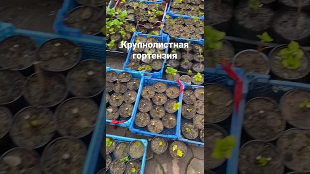 Посадка крупнолистной гортензии #гортензии #garden #gardening #гортензия #гортензиякрупнолистная