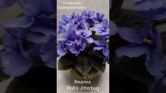 Фиалка Rob's Jitterbug🥰🤗🌹