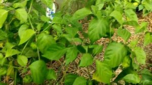 Обзор лучших сортов острого и супер острого перца !