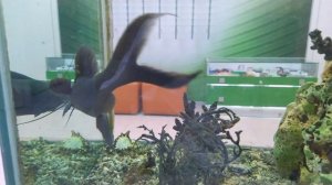 Аквариумные рыбы крупные