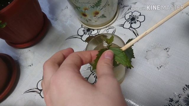 Цветет гиппеаструм. Размножаем колиус. смотреть онлайн