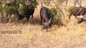 Когда буйвол злится! Автомобиль, Буйвол, Лев, Гиена, Бородавочник, Антилопа Гну. Клондайк тв