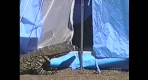 Варан насилует мужика