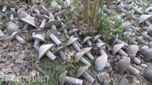 Making Cement Mushrooms