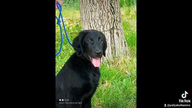 детки прямошерстного ретривера ЗОЛОТО ЮГА