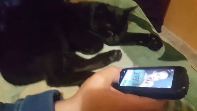 Кошачий переводчик. КОТ СЛОМАЛСЯ?! смотреть онлайн