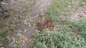 Луганск лето 2014.