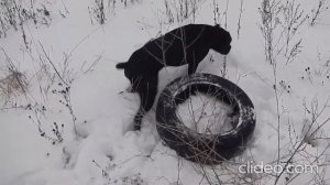 видеоинструкция к питбулю (как выгуливать)