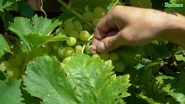 После этого видео, Вы будете точно знать как лечить виноград! смотреть онлайн