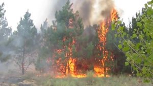 Пожар в сосновом лесу. 10.08.2012 год