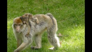 Африканские животные, обезьяна с детёнышем, звуки природы