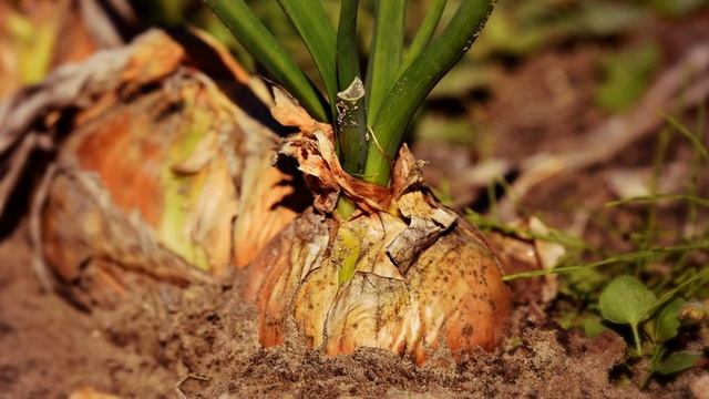 Что делать, чтобы лук не сгнил во время хранения смотреть онлайн