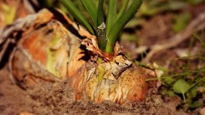 Что делать, чтобы лук не сгнил во время хранения