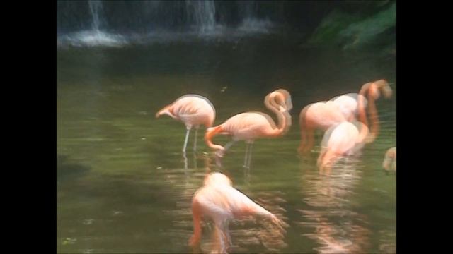 Розовый фламинго . Сингапур парк птиц. Singapore. Jurong Bird Park.