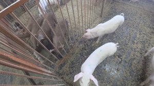 Будни свиновода