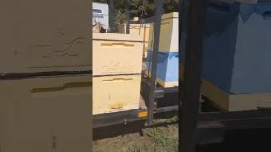 Пчелоприцеп, платформа для пчёл, для 44 улья на уаз .