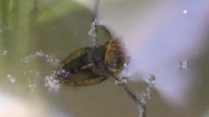 БИОСФЕРА: 129. Гладыш Обыкновенный (Notonecta glauca)