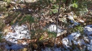 Промысловая охота у подножия Сихотэ-Алиня. КЛЕЩ