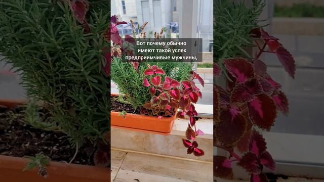 Будьте предприимчивыми смотреть онлайн