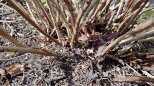 Обрезать осенью древовидную гортензию или нет