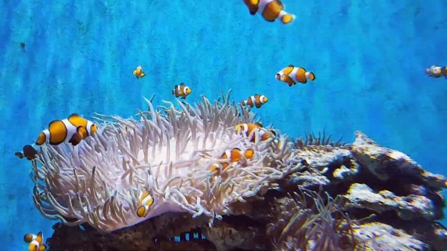 CORAL REEF AQUARIUM   BEST RELAX MUSIC  SLEEP MUSIC