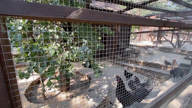 Лям-чемани-декоративная порода кур из Индонезии в парке Лога смотреть онлайн