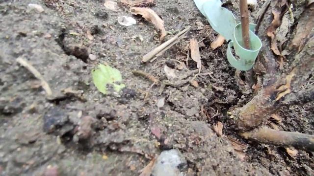 Как я "залюбила" дуболистную гортензию ??? смотреть онлайн