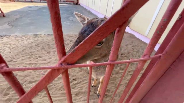 Саша в Липецке (часть 1) смотреть онлайн