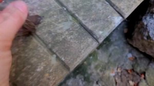 Спасать или не спасать? Слеток-птенец полевого воробья.