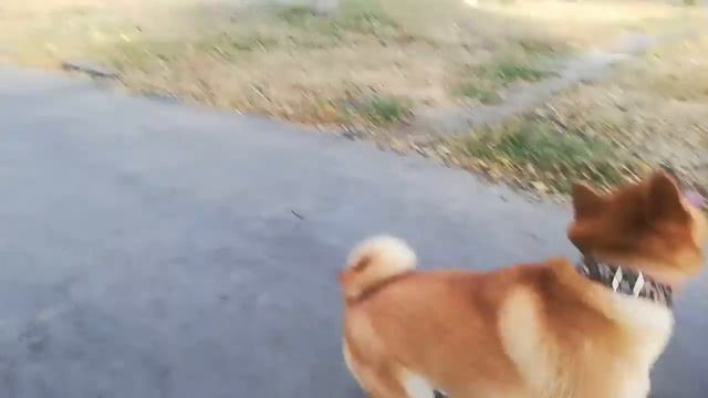 Сиба ину и радиоупровляемая машина смотреть онлайн