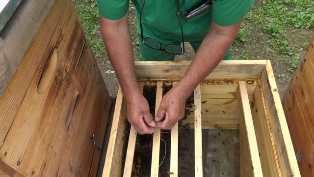 Семья трутовка - попробуйте метод братьев Чебуздиных. смотреть онлайн