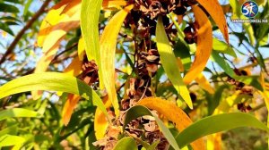 potash,Acacia auriculiformis, Earleaf Acacia, Auri,Golden Shower, australian babool, Akasmon