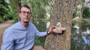 El hongo yesquero (Fomes fomentarius) resulta que no es la especie que pensábamos: Fomes inzengae