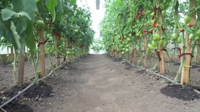 ФИТОФТОРА - 4. МЕРЫ ПРОФИЛАКТИКИ В ТЕПЛИЦЕ. Ольга Чернова. смотреть онлайн