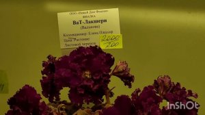 НОВИНКИ/Выставка фиалок в Доме фиалок#фиалки#выставка#домфиалок#