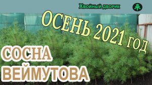 Сосна веймутова Обзор  интернет-магазина питомника "Хвойный дворик"