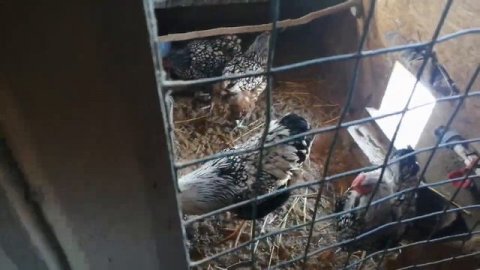 Порода кур Амрокс и другие....