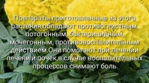 Польза БАРХАТЦЕВ в медицине!(целебная сила чернобривцев)