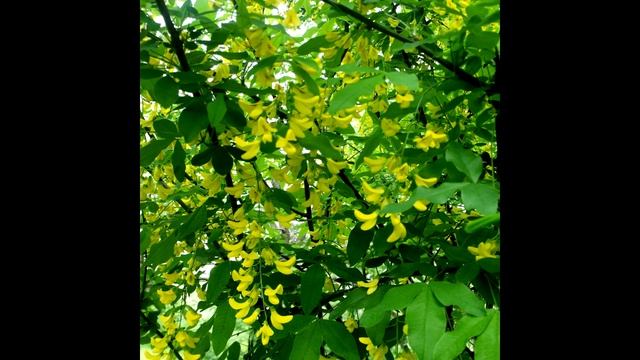 Теплота желтой грозди.Карагана древовидная/Warmth of yellow racemes.Caragana arborescens смотреть онлайн