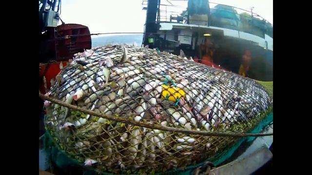 На промысле трески Баренцево море