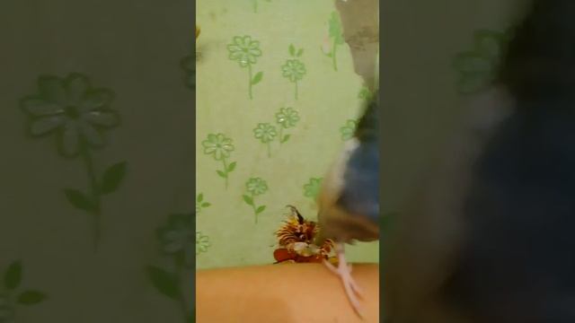 Что делать если от попугая стали сыпатса перья? Поясняю это линька смотреть онлайн