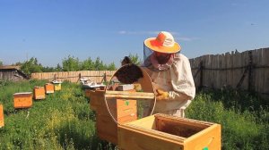 РОЕВАЯ пора на ПАСЕКЕ