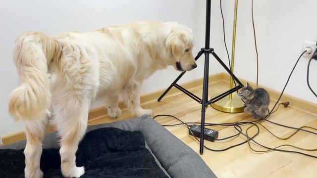 Golden Retriever Protects His Bed From Tiny Kitten (So Funny!!) смотреть онлайн