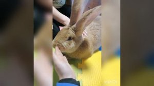 Кролик лизун. Немецкий Ризен Голд