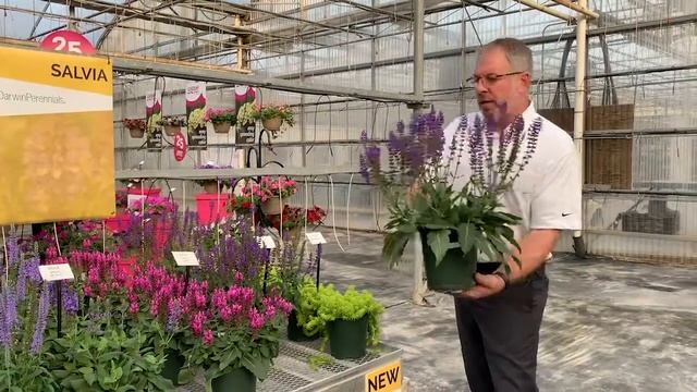 Salvia nemorosa Blue by You and Rose Marvel - Sant Open House 2019 смотреть онлайн