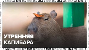 Московский зоопарк опубликовал видео с капибарой - Москва 24
