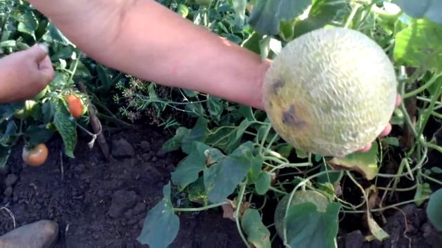 выращивание дыни в сибири смотреть онлайн