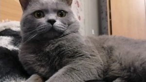 Рассказ для детей от СЕРОГО КОТЭ. Сказка как утёнок Крякча свою тень потерял